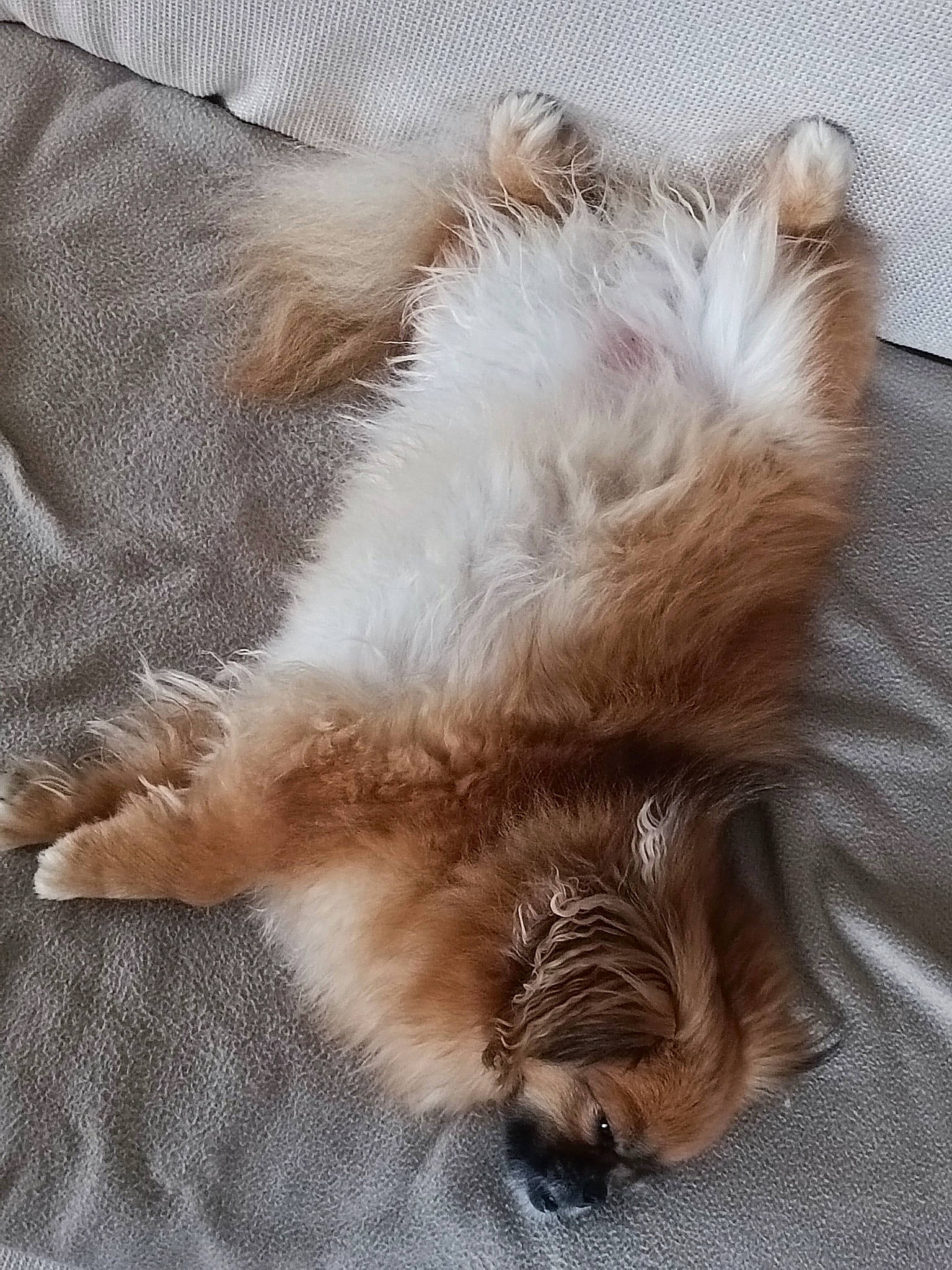 Yoga a rejoint le concours — aidez-le/la à gagner de superbes lots ! canidae, carnivore, cat, claw, comfort, companion_dog, dog_breed, ear, fawn, felidae, fur, liver, nap, paw, small_to_medium_sized_cats, snout, sporting_group, tail, whiskers, working_animal