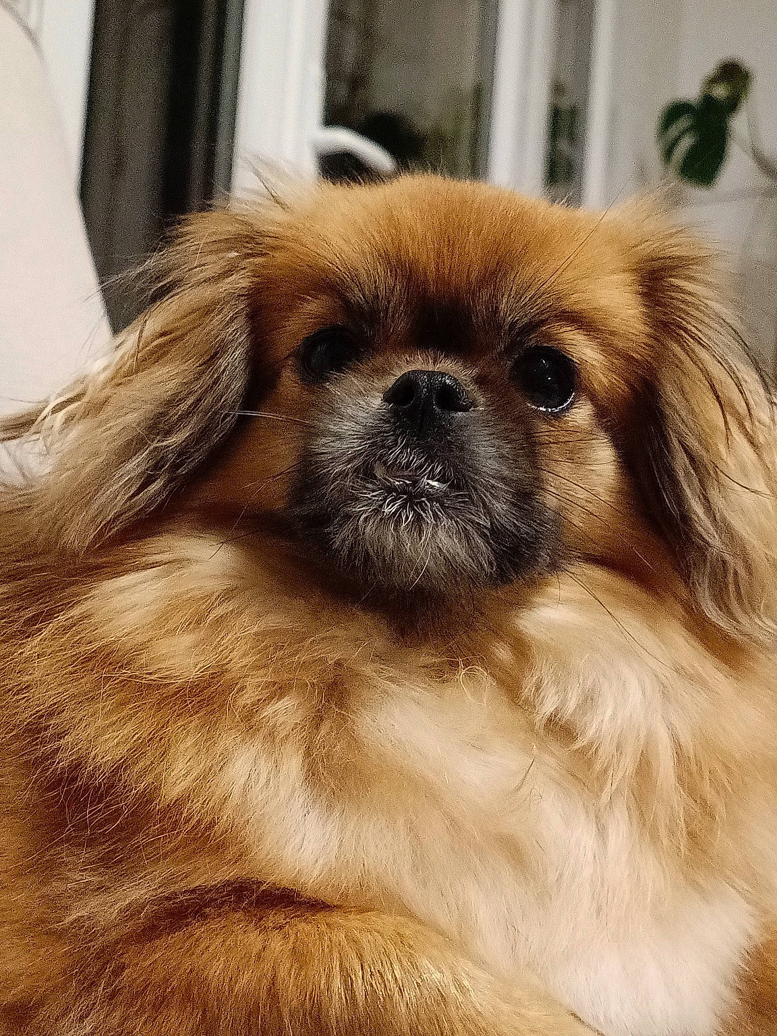 Yoga participe au concours pour gagner de l'argent avec cette photo : canidae, carnivore, close_up, companion_dog, dog, dog_breed, eye, fawn, fur, liver, non_sporting_group, primate, snout, sporting_group, terrestrial_animal, tibetan_spaniel, toy_dog, whiskers, wildlife, working_animal