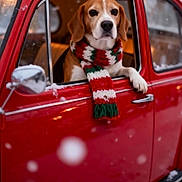 Dinky a rejoint le concours — aidez-le/la à gagner de superbes lots ! animal, beagle, canine, christmas, cold_weather, cute, decorations, dog, festive, holiday_lights, outdoor, paw, pet, red_car, scarf, seasonal, snow, vintage_car, window, winter