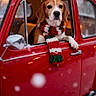 animal, beagle, canine, christmas, cold_weather, cute, decorations, dog, festive, holiday_lights, outdoor, paw, pet, red_car, scarf, seasonal, snow, vintage_car, window, winter