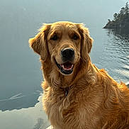 Riley is registered to the contest to win money with this photo: animal, animal_portrait, boat, calm, canine, daytime, dog, fur, golden_retriever, lake, landscape, mountain, nature, outdoor, pet, portrait, reflection, scenic, smiling, water