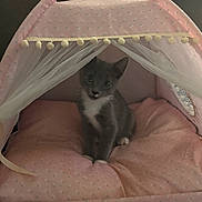Loki joined the competition — help win amazing prizes! kitten, cat, pet_tent, pink, cushion, cozy, indoor, curious, gray_cat, white_paws, soft, cute, netting, small, young_cat, animal, domestic_cat, resting, comfortable, feline