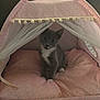 kitten, cat, pet_tent, pink, cushion, cozy, indoor, curious, gray_cat, white_paws, soft, cute, netting, small, young_cat, animal, domestic_cat, resting, comfortable, feline