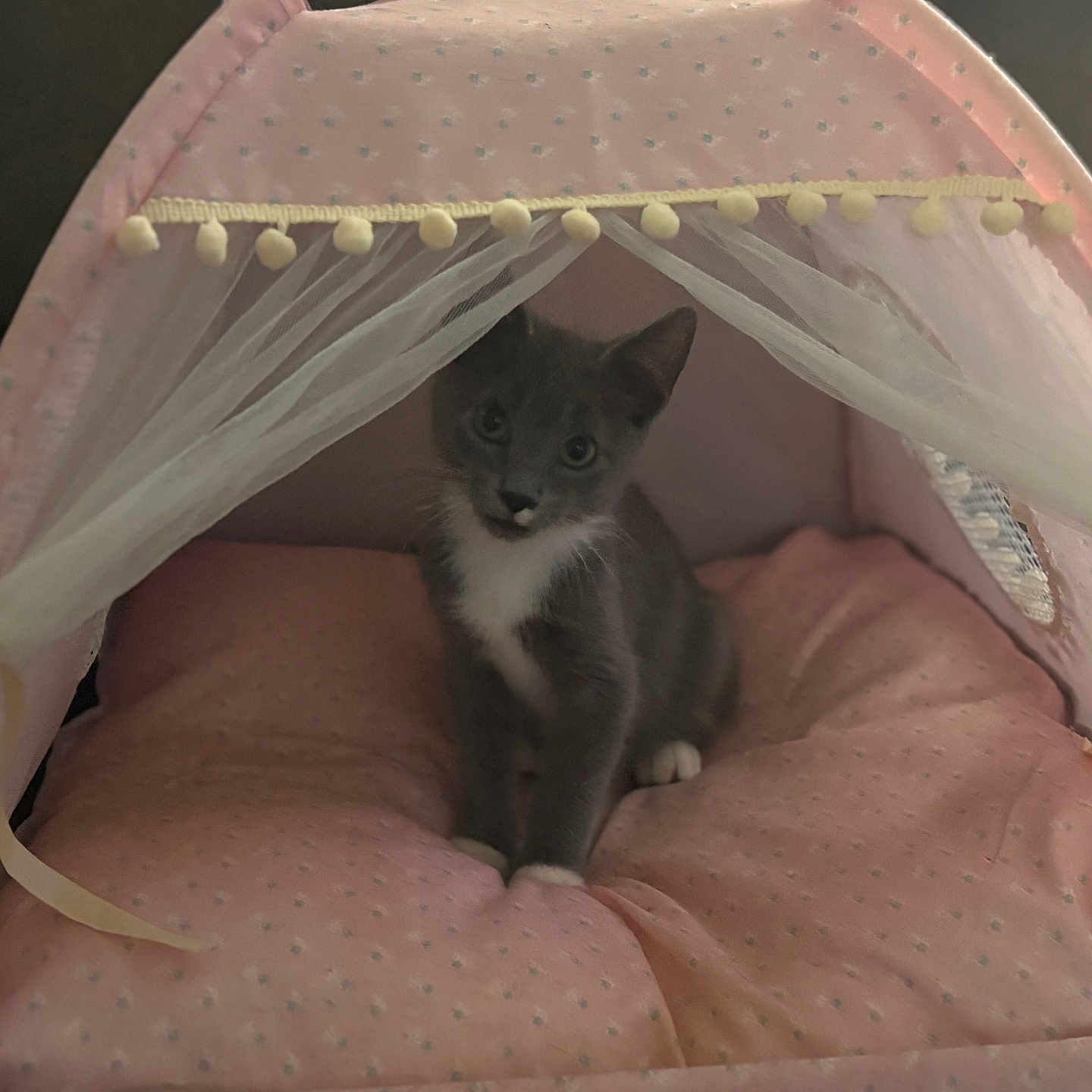 Loki joined the competition — help win amazing prizes! animal, cat, comfortable, cozy, curious, cushion, cute, domestic_cat, feline, gray_cat, indoor, kitten, netting, pet_tent, pink, resting, small, soft, white_paws, young_cat