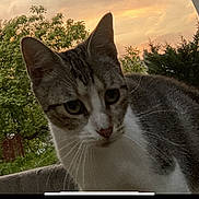 Lily Roses participe au concours pour gagner de l'argent avec cette photo : cat, animal, pet, outdoor, sunset, trees, greenery, fur, whiskers, nature, closeup, curious, mammal, evening, sky, background, portrait, wildlife, cute, domestic