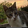 cat, animal, pet, outdoor, sunset, trees, greenery, fur, whiskers, nature, closeup, curious, mammal, evening, sky, background, portrait, wildlife, cute, domestic