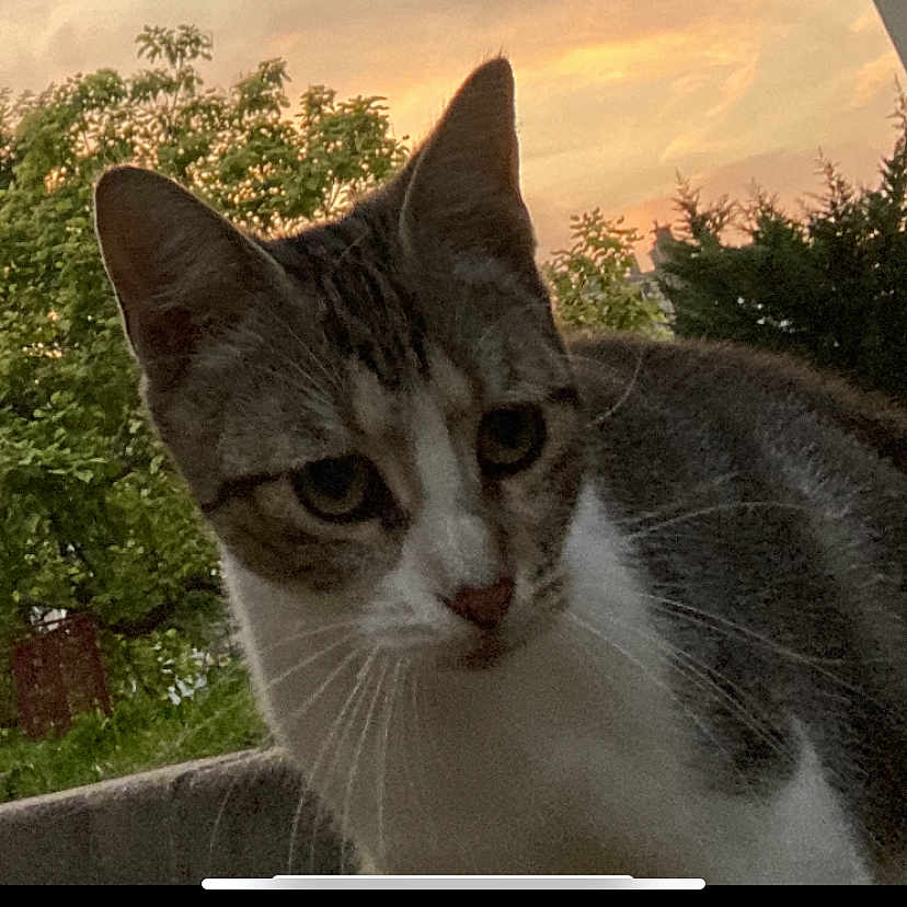 Lily Roses participe au concours pour gagner de l'argent avec cette photo : animal, background, cat, closeup, curious, cute, domestic, evening, fur, greenery, mammal, nature, outdoor, pet, portrait, sky, sunset, trees, whiskers, wildlife