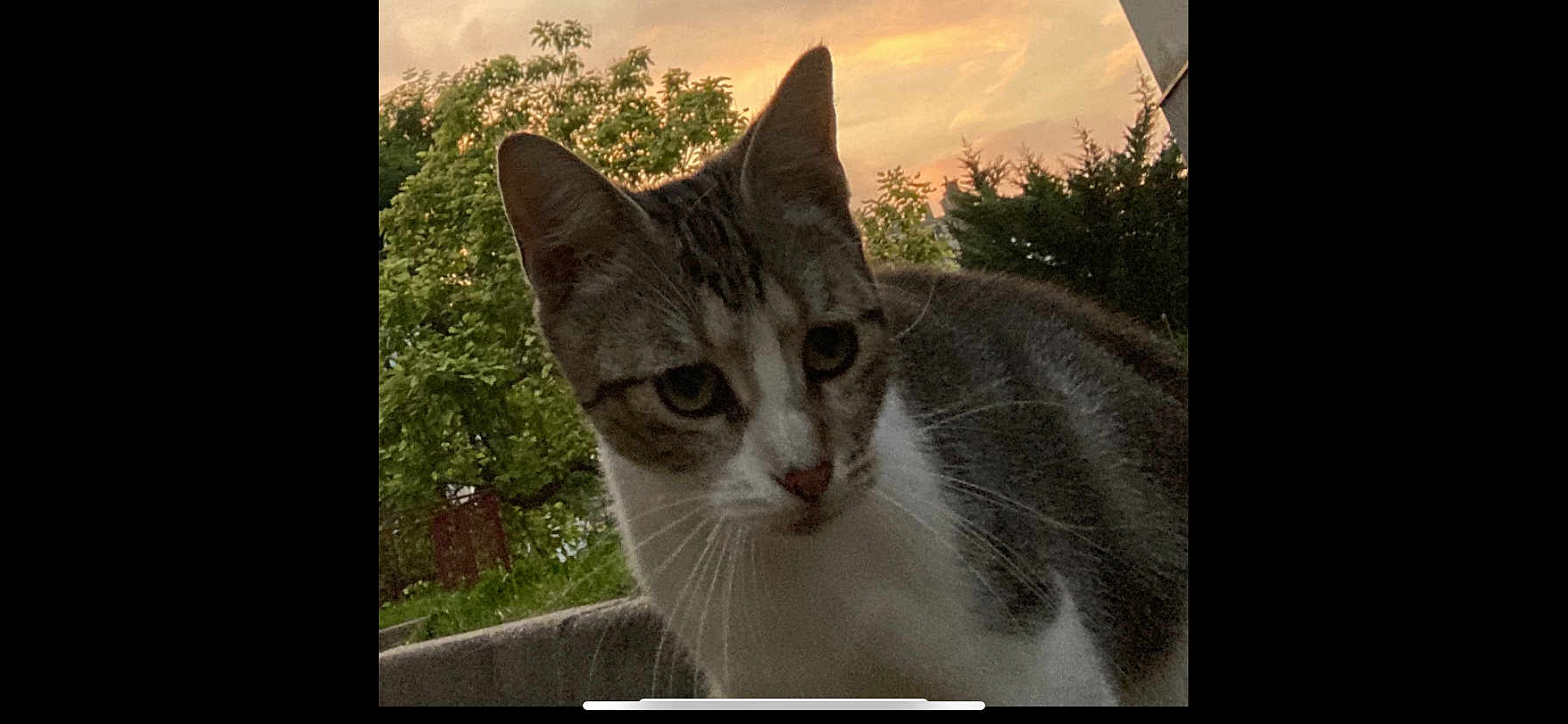 Lily Roses participe au concours pour gagner de l'argent avec cette photo : cat, animal, pet, outdoor, sunset, trees, greenery, fur, whiskers, nature, closeup, curious, mammal, evening, sky, background, portrait, wildlife, cute, domestic