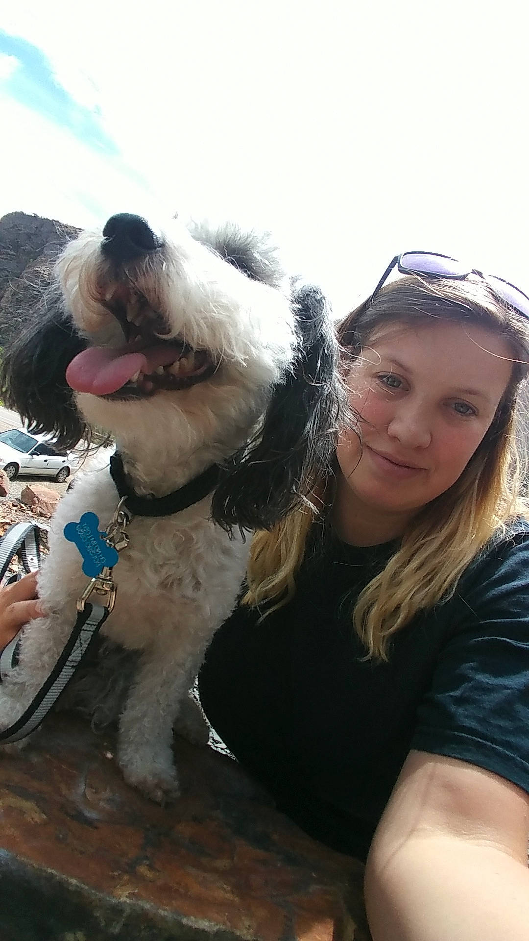 Baby Jack is registered to the contest to win money with this photo: canidae, carnivore, companion_dog, dog, dog_breed, havanese, headwear, lhasa_apso, maltese, mammal, miniature_schnauzer, non_sporting_group, person, petit_basset_griffon_vendeen, puppy_love, schnoodle, sealyham_terrier, shih_tzu, tibetan_terrier, toy_dog