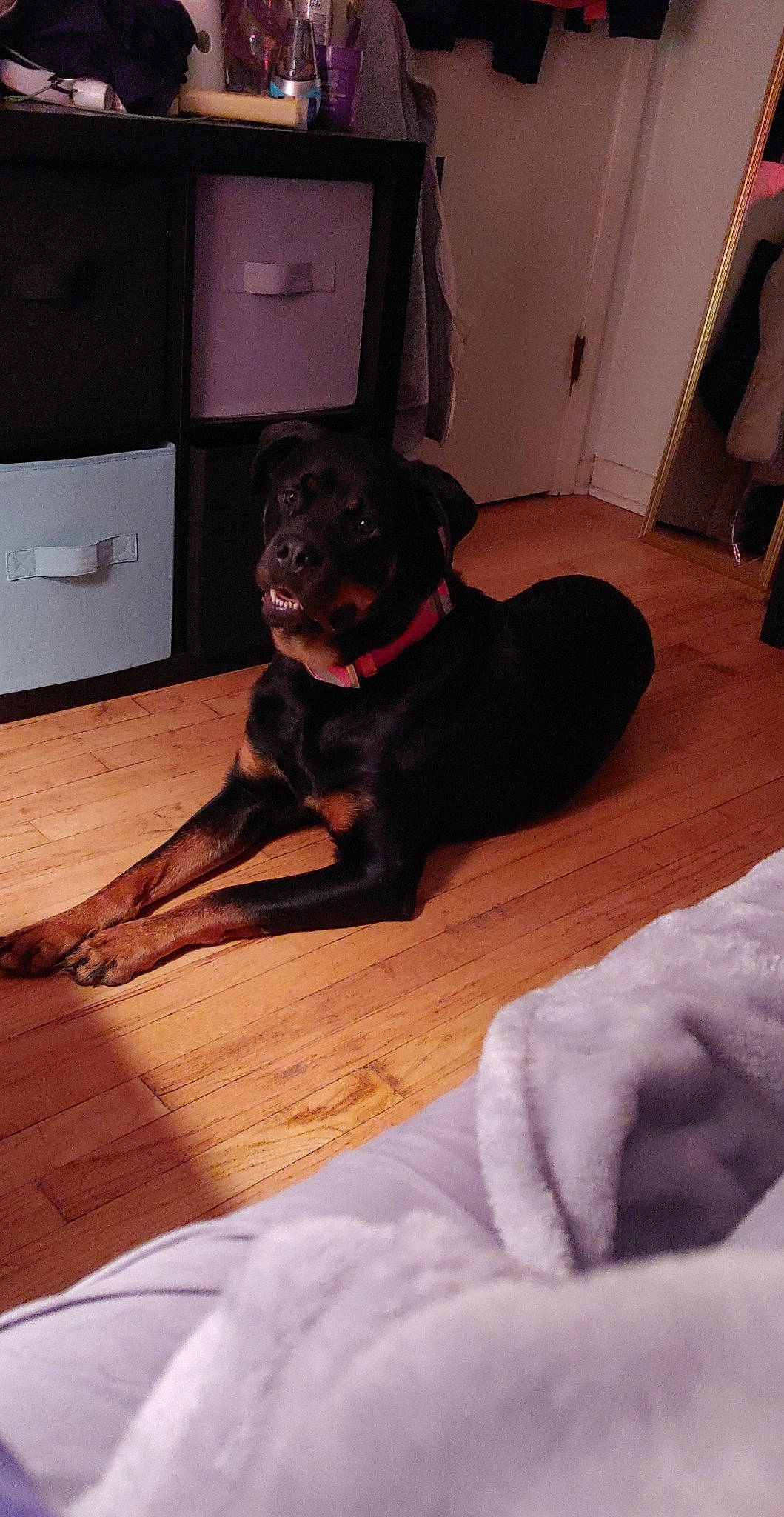 Nyota is registered to the contest to win money with this photo: black, canidae, carnivore, comfort, companion_dog, dog, dog_breed, floor, flooring, guard_dog, hardwood, home, laminate_flooring, pet_supply, snout, sporting_group, wood, wood_flooring, wood_stain, working_animal