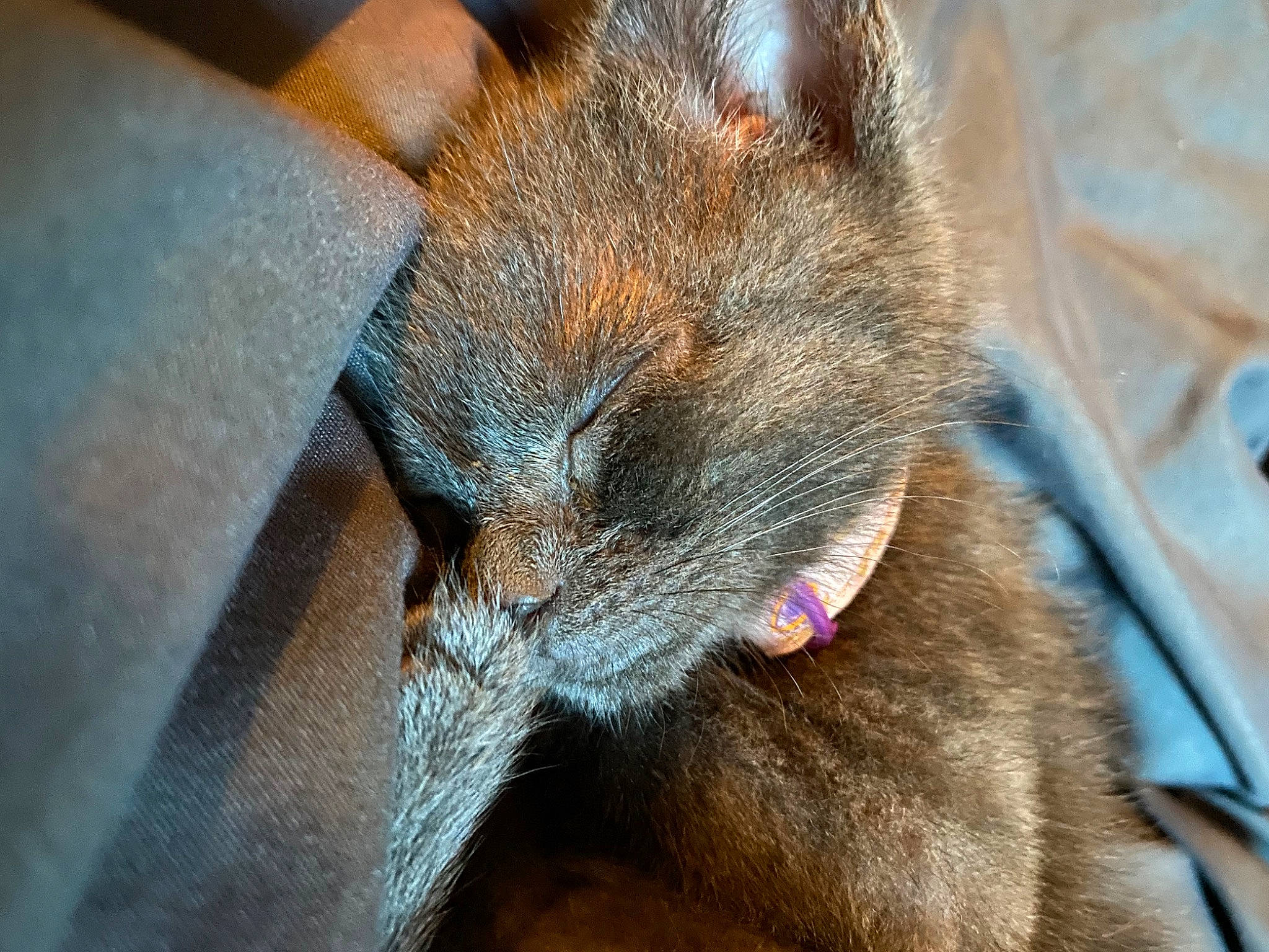 Kiwi joined the competition — help win amazing prizes! carnivore, cat, cat_supply, claw, comfort, domestic_short_haired_cat, felidae, fur, kitchen_utensil, small_to_medium_sized_cats, terrestrial_animal, whiskers