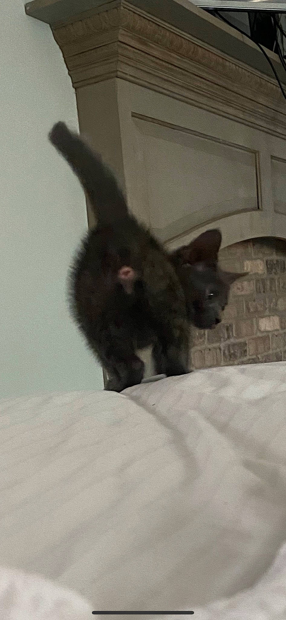 Kiwi joined the competition — help win amazing prizes! bat, black_cat, canidae, claw, dog_breed, ear, fawn, felidae, fur, grey, liver, paw, rabbit, rodent, small_to_medium_sized_cats, snout, tail, terrestrial_animal, whiskers