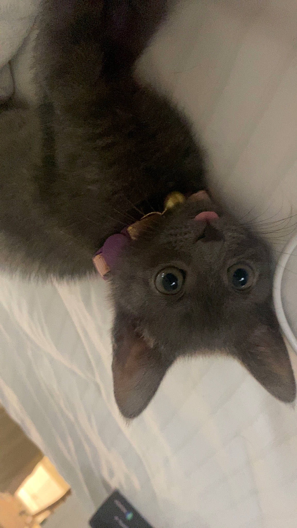 Kiwi is registered to the contest to win money with this photo: bat, ear, fawn, felidae, fur, grey, mouse, rodent, small_to_medium_sized_cats, snout, stuffed_toy, terrestrial_animal, whiskers