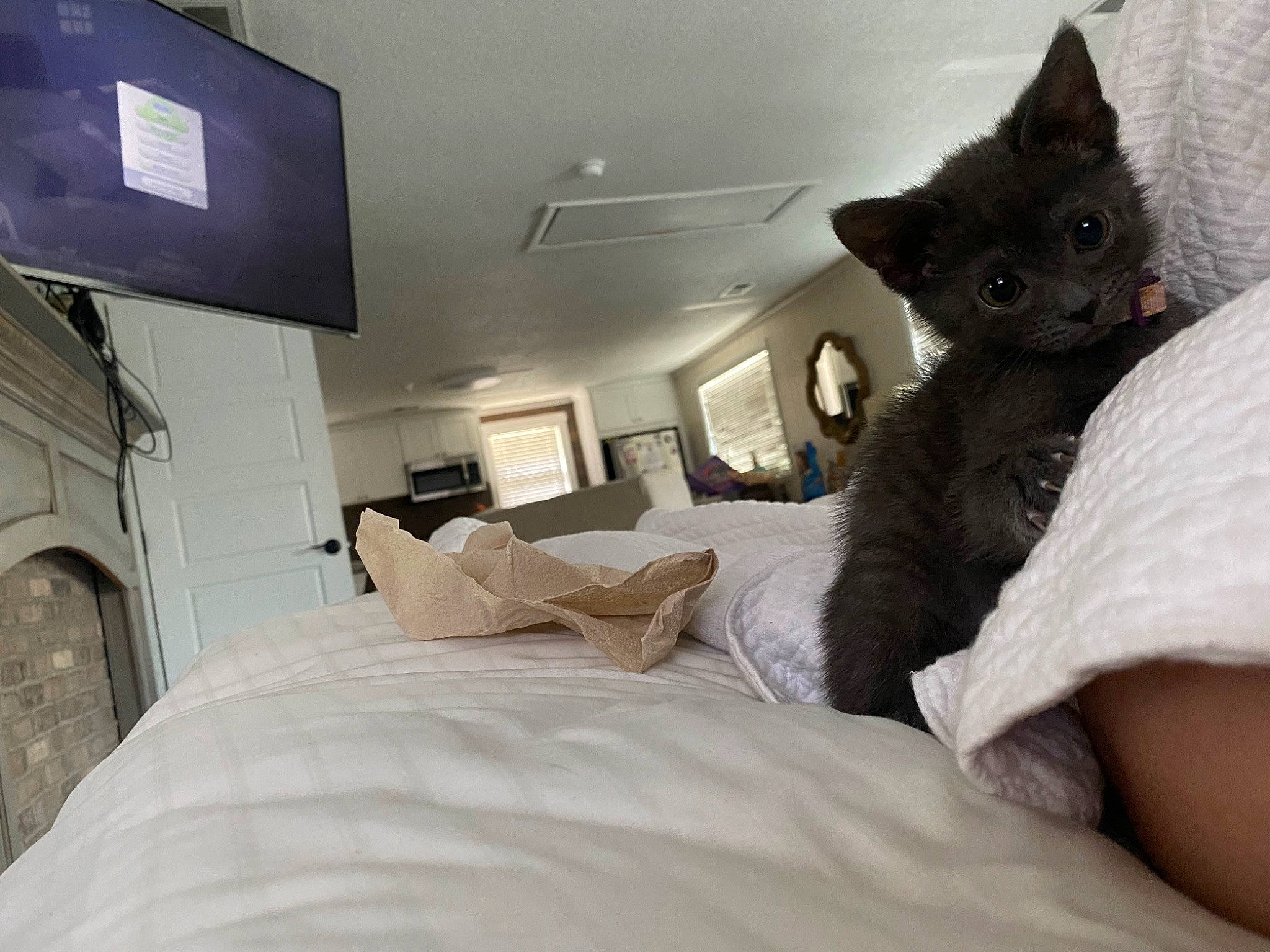 Kiwi joined the competition — help win amazing prizes! bed, bed_frame, bedding, bedroom, black_cat, carnivore, cat, comfort, domestic_short_haired_cat, duvet, felidae, grey, lamp, linens, pillow, room, small_to_medium_sized_cats, tail, television, whiskers