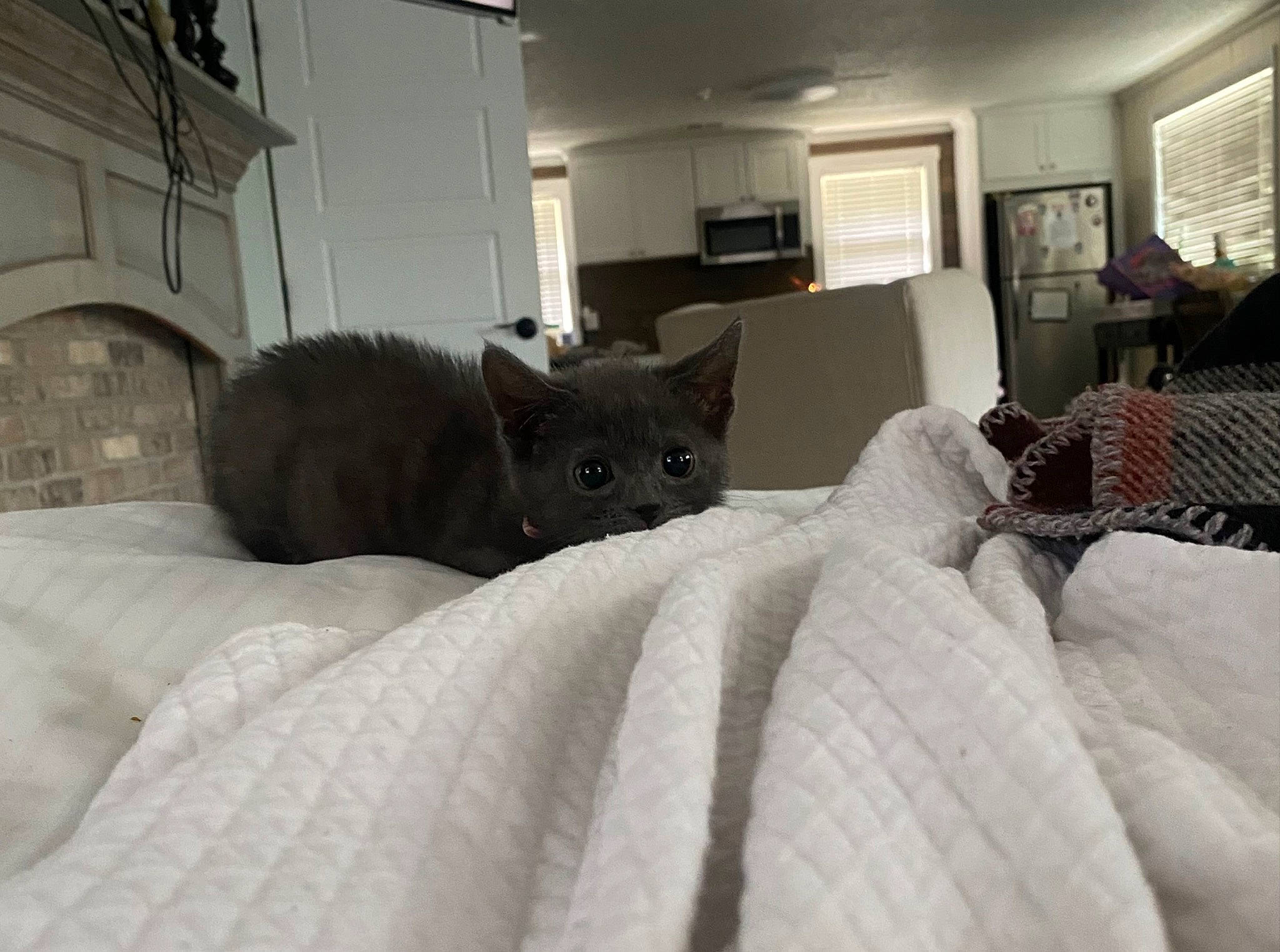 Kiwi joined the competition — help win amazing prizes! bed, bed_sheet, bedding, bedroom, cat, comfort, domestic_short_haired_cat, duvet, felidae, floor, flooring, fur, grey, hardwood, linens, mammal, picture_frame, room, small_to_medium_sized_cats, whiskers