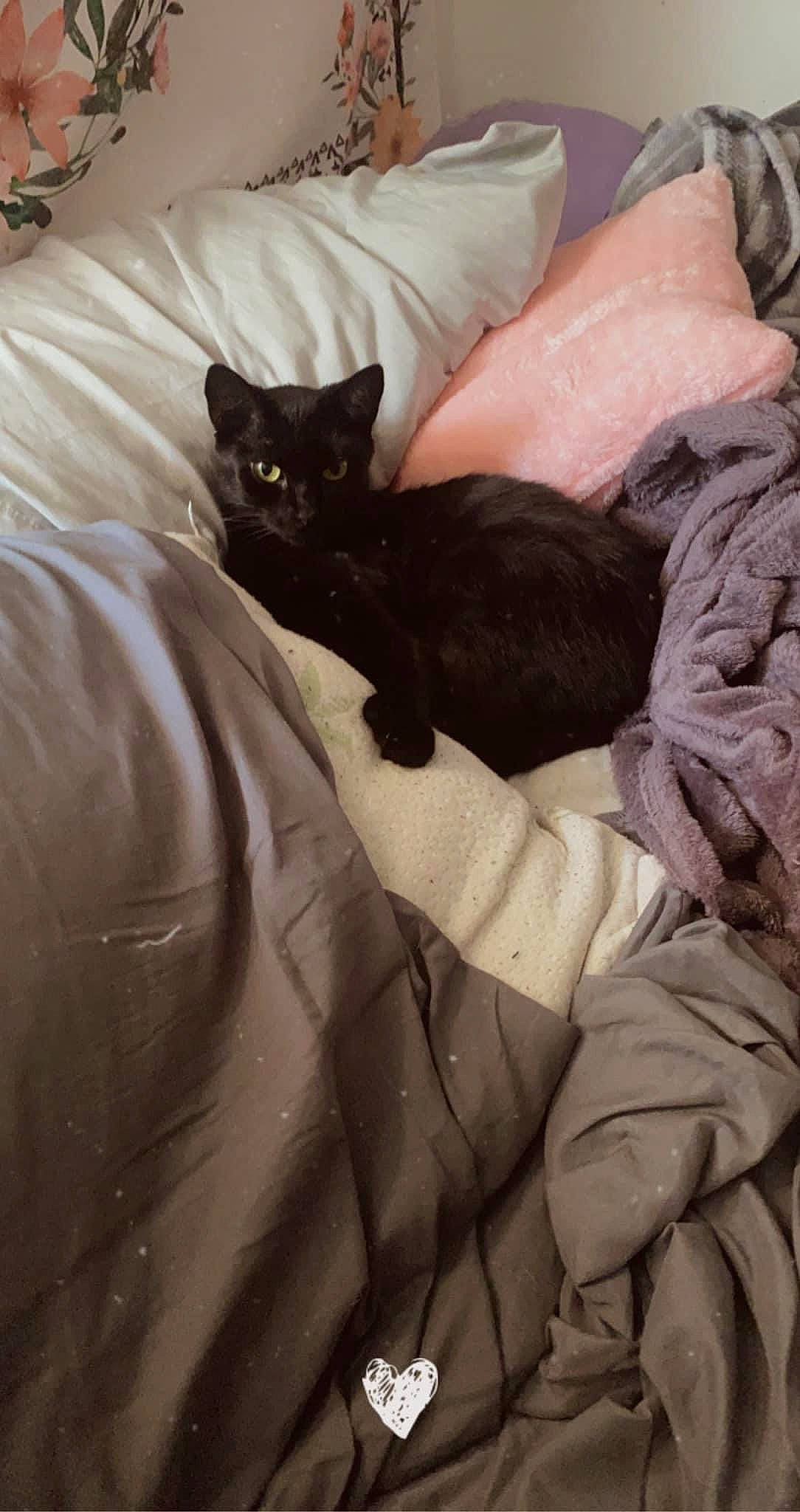 Sage joined the competition — help win amazing prizes! bag, bed, bedding, bedroom, black_cat, bombay, brown, carnivore, cat, comfort, couch, felidae, fur, grey, linens, sleeve, small_to_medium_sized_cats, tail, textile, whiskers