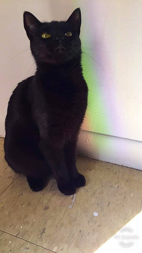 Sage is registered to the contest to win money with this photo: black_cat, bombay, carnivore, cat, claw, domestic_short_haired_cat, felidae, flooring, fur, hardwood, havana_brown, paw, shadow, small_to_medium_sized_cats, snout, tail, terrestrial_animal, whiskers, window, wood