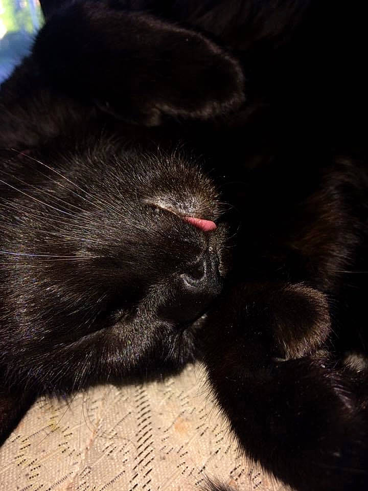 Sage joined the competition — help win amazing prizes! black_cat, canidae, carnivore, cat, claw, comfort, dog_breed, domestic_short_haired_cat, felidae, foot, fur, human_leg, paw, shadow, small_to_medium_sized_cats, snout, sporting_group, tail, terrestrial_animal, whiskers