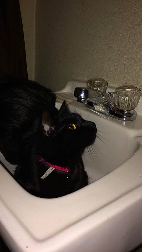 Sage joined the competition — help win amazing prizes! bathroom, bathroom_sink, black_cat, bombay, carnivore, cat, dishware, felidae, fluid, fur, gas, plumbing, plumbing_fixture, serveware, sink, small_to_medium_sized_cats, tableware, tail, tap, whiskers