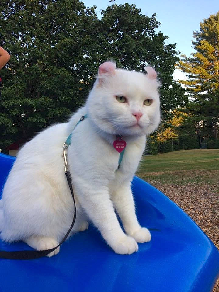 Lightning is registered to the contest to win money with this photo: carnivore, cat, domestic_short_haired_cat, electric_blue, fawn, felidae, fur, grass, leisure, paw, plant, sitting, sky, small_to_medium_sized_cats, snout, tail, tree, whiskers