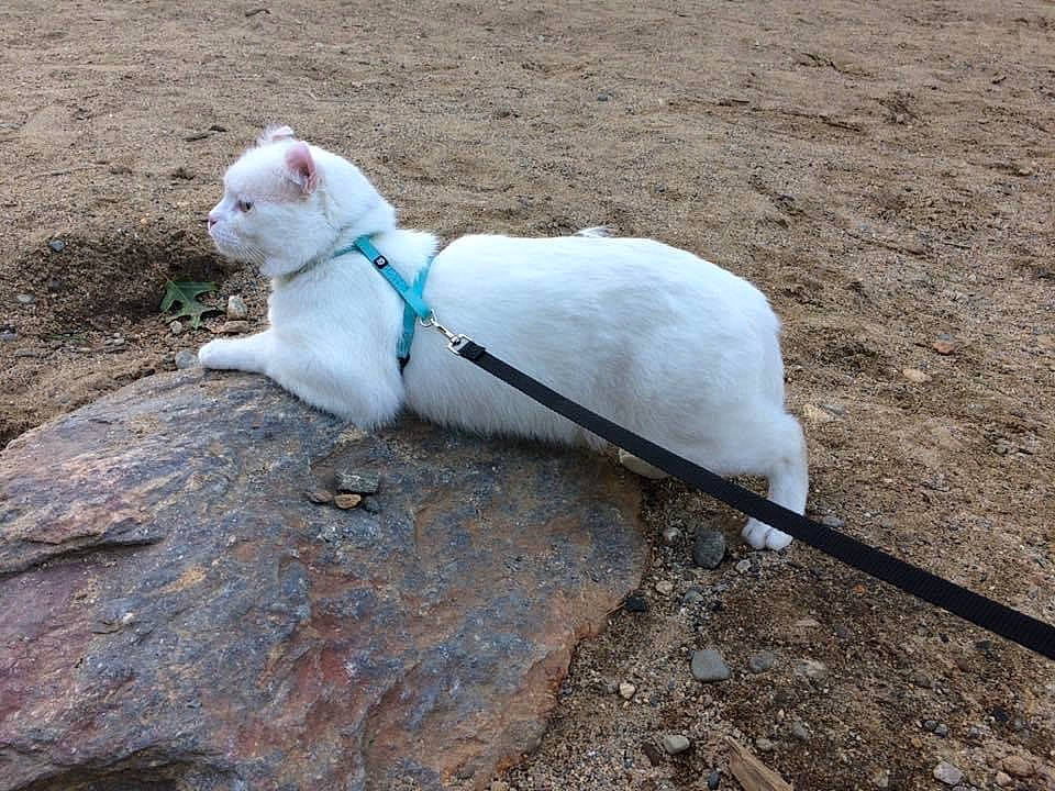 Lightning is registered to the contest to win money with this photo: beak, canidae, carnivore, dog_breed, felidae, fur, natural_material, small_to_medium_sized_cats, soil, tail, terrestrial_animal, whiskers, wildlife, wing