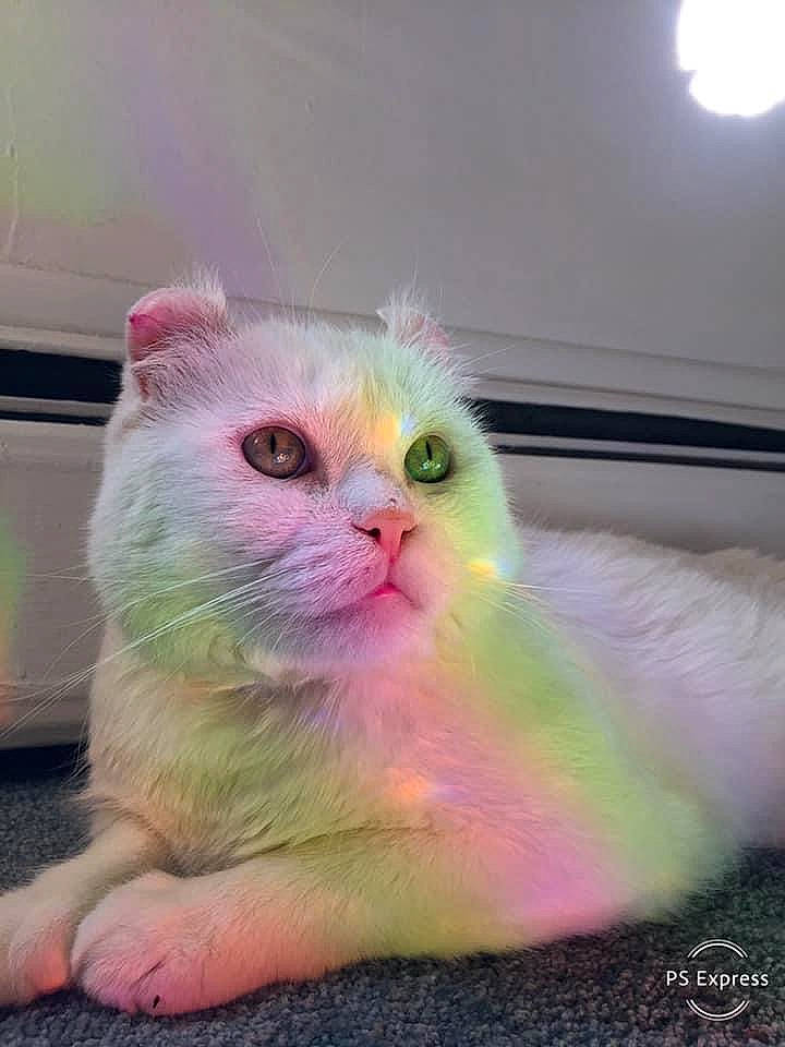 Lightning is registered to the contest to win money with this photo: carnivore, cat, claw, fawn, felidae, foot, fur, gesture, nail, paw, pet_supply, small_to_medium_sized_cats, snout, tail, terrestrial_animal, whiskers