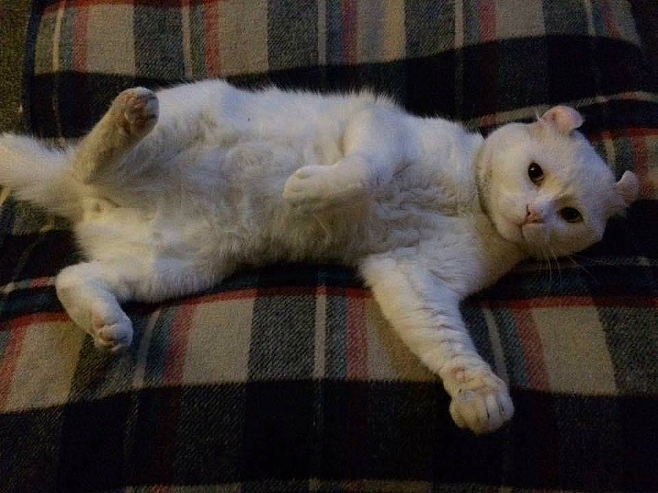 Lightning is registered to the contest to win money with this photo: canidae, carnivore, cat, comfort, companion_dog, dog_breed, domestic_short_haired_cat, eye, fawn, felidae, flooring, fur, paw, plaid, small_to_medium_sized_cats, snout, tail, tartan, terrestrial_animal, whiskers