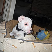 Andy participe au concours pour gagner de l'argent avec cette photo : puppy, dog, pet, bed, toy, indoor, cozy, white_dog, black_spot, collar, plush_toy, floor, furniture, home, relaxing, cute, animal, comfort, canine, resting