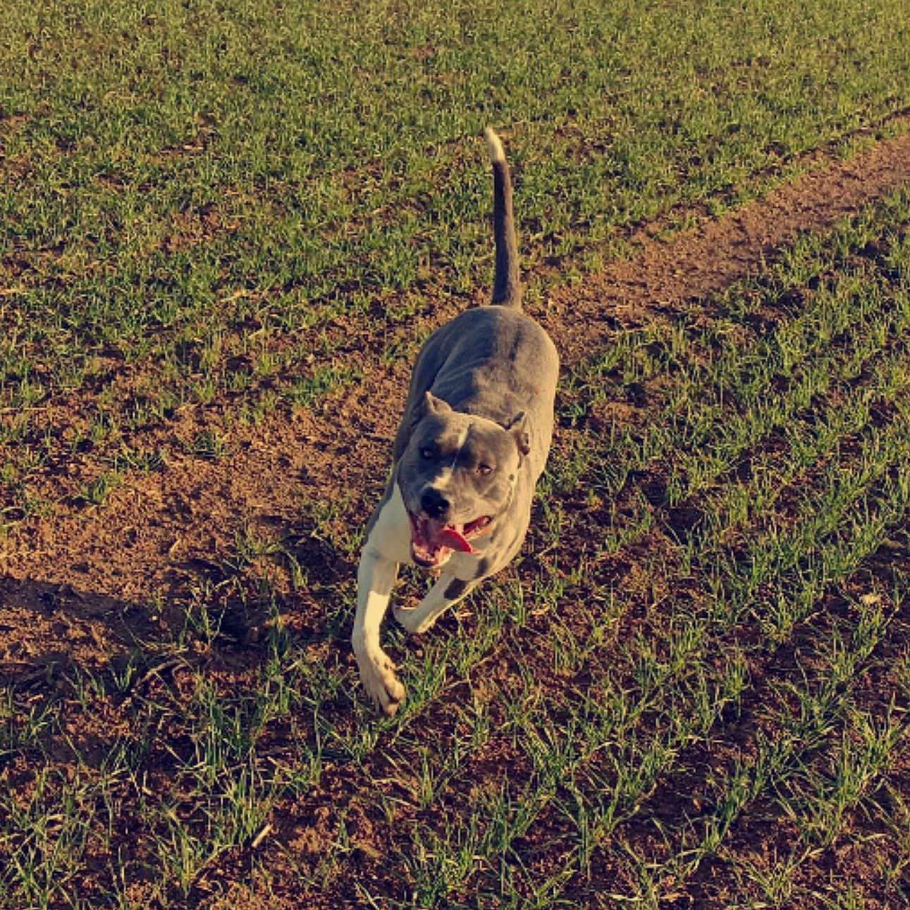 Blue participe au concours pour gagner de l'argent avec cette photo : accessories, animal, ball, canine, countryside, dog, field, grass, grassland, herbal, herbs, hound, nature, outdoors, pet, plant, puppy, soil, sport, strap