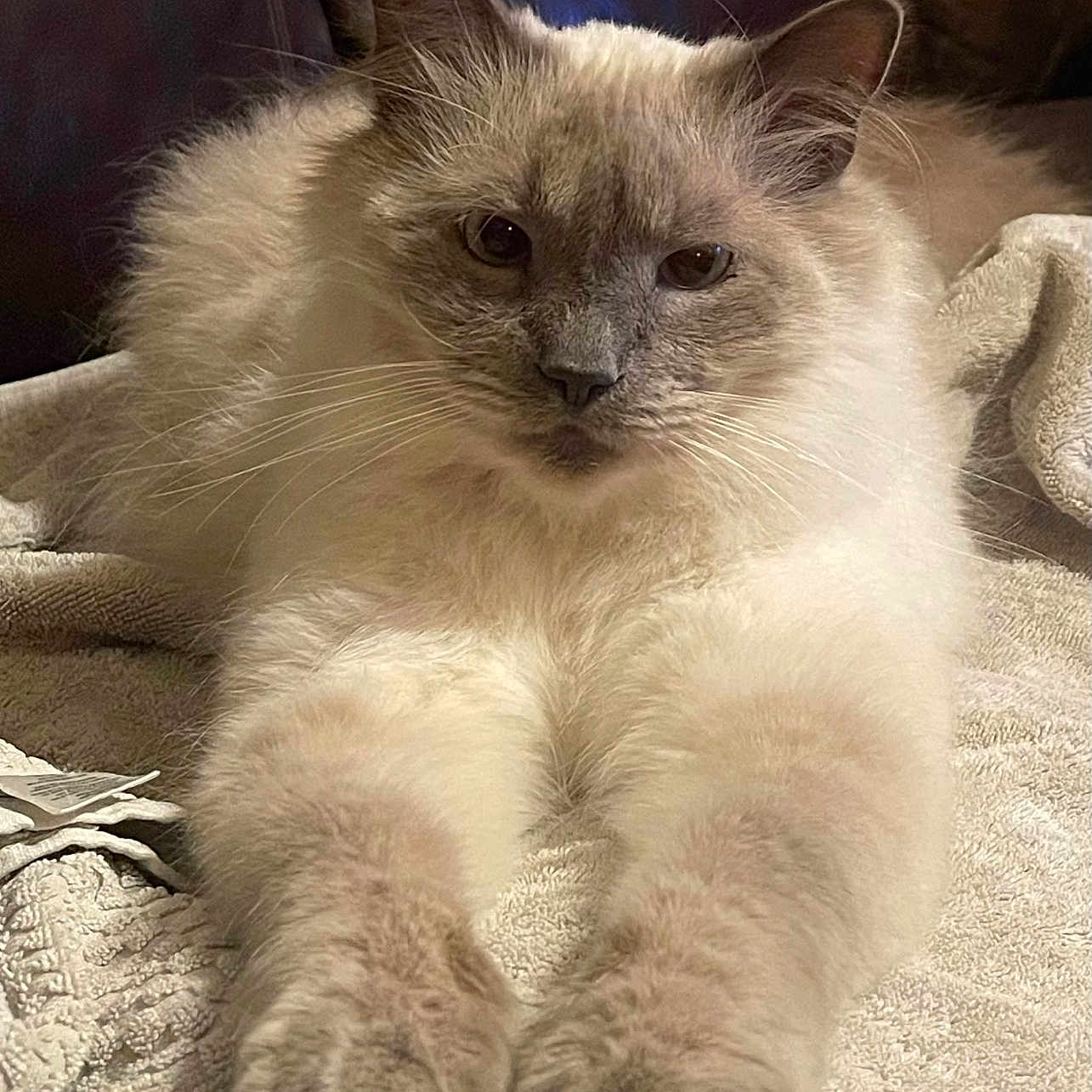 Mowkie is registered to the contest to win money with this photo: animal, blanket, cat, closeup, cozy, cute, ears, face, feline, fluffy, fur, indoor, laying, leather, paws, pet, relaxed, resting, texture, whiskers