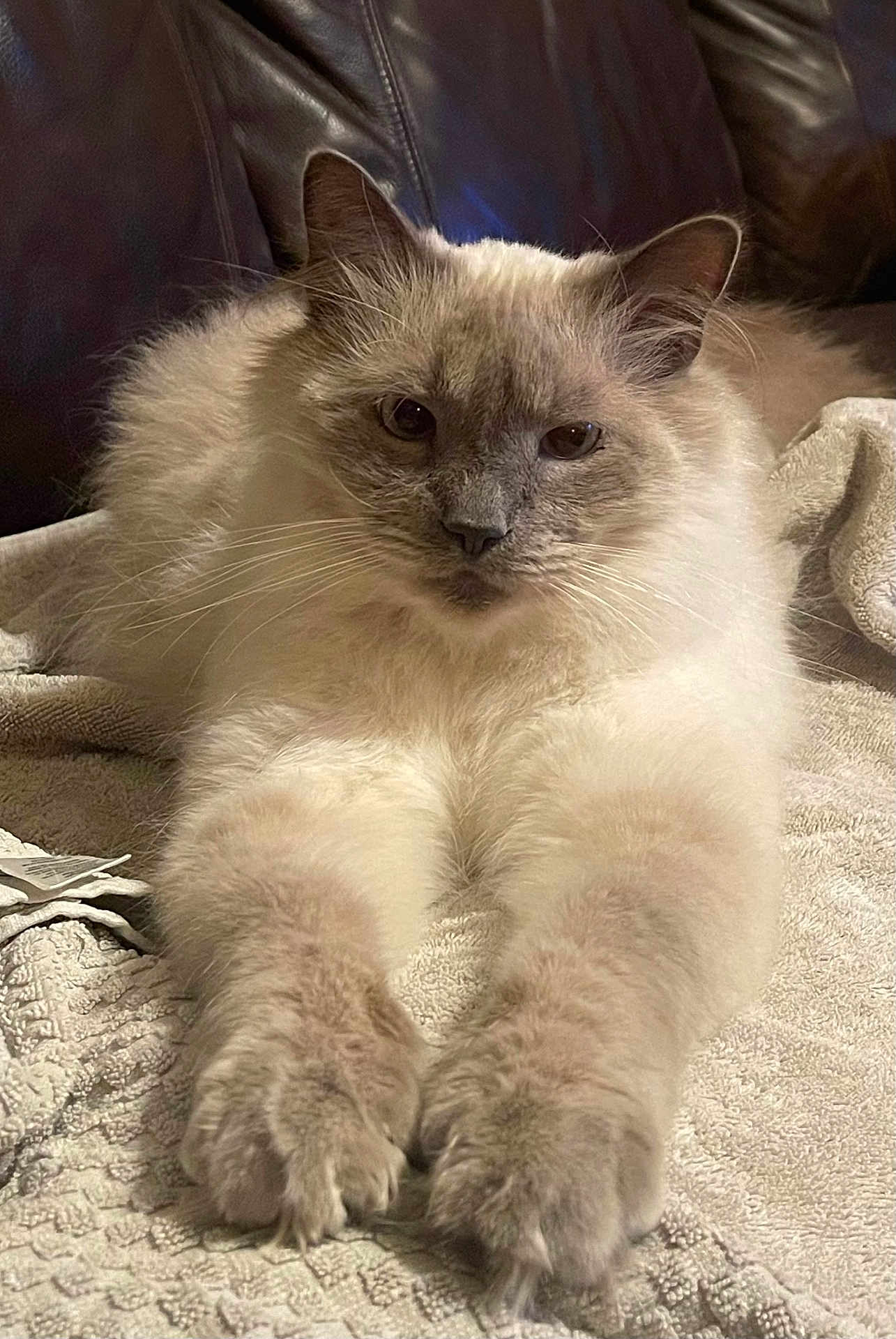 Mowkie is registered to the contest to win money with this photo: cat, fluffy, paws, relaxed, blanket, fur, indoor, pet, animal, closeup, leather, texture, laying, resting, whiskers, ears, face, cute, cozy, feline
