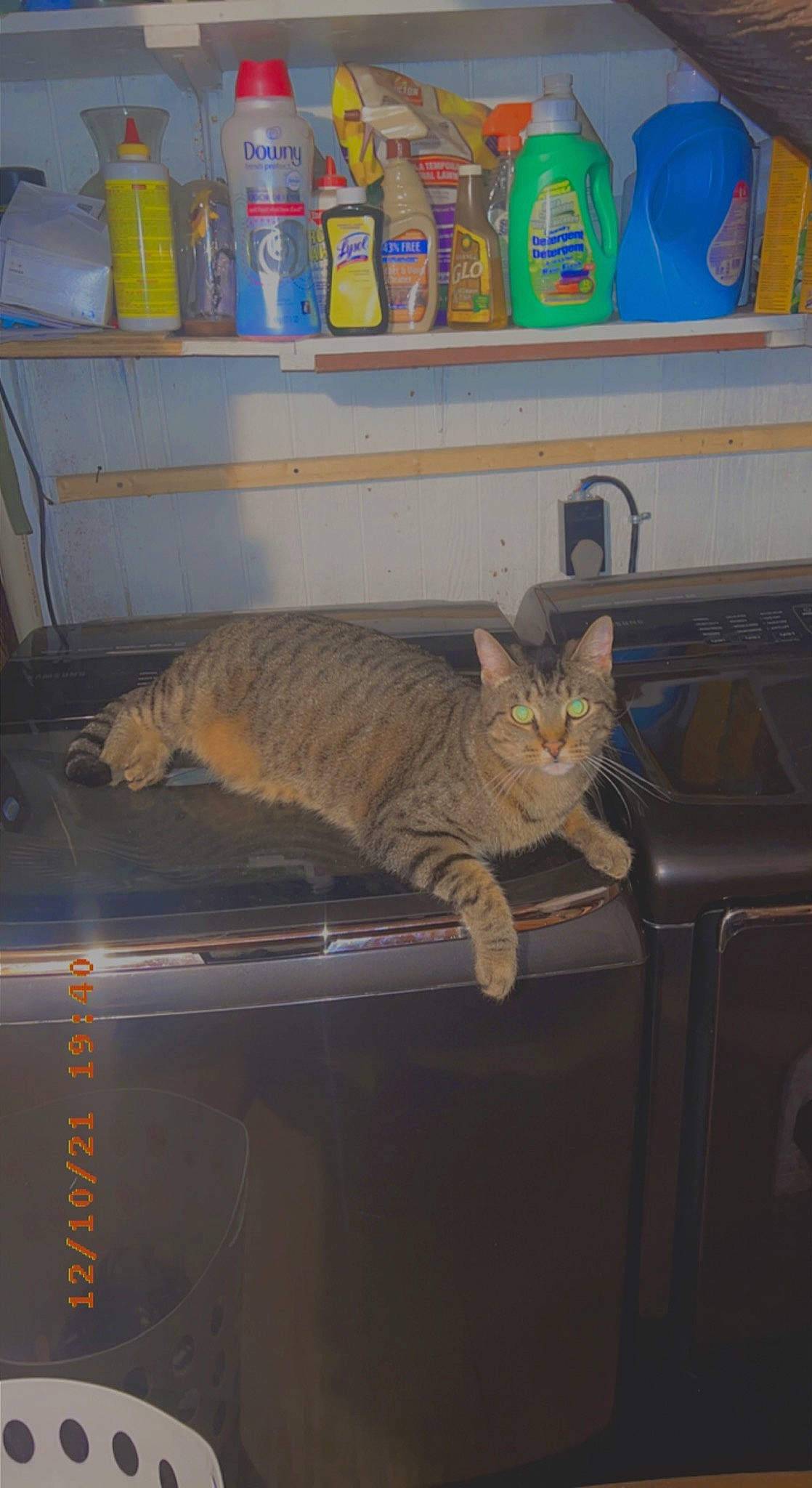 Halo joined the competition — help win amazing prizes! art, carnivore, cat, domestic_short_haired_cat, felidae, fur, gas, room, shelf, shelving, small_to_medium_sized_cats, tail, whiskers