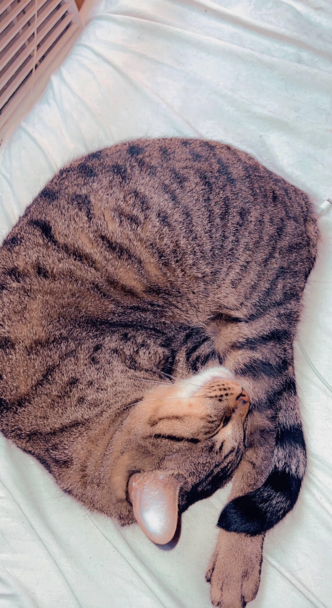 Halo is registered to the contest to win money with this photo: carnivore, cat, claw, comfort, ear, eye, fawn, felidae, fur, hair, head, jaw, nap, pattern, paw, small_to_medium_sized_cats, snout, tail, terrestrial_animal, whiskers