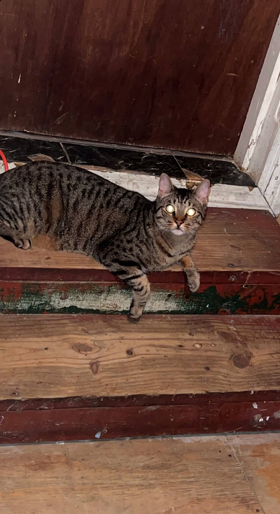 Halo joined the competition — help win amazing prizes! brown, carnivore, cat, domestic_short_haired_cat, door, fawn, felidae, flooring, fur, grey, hardwood, paw, small_to_medium_sized_cats, snout, tail, terrestrial_animal, vertebrate, whiskers, wildlife, wood