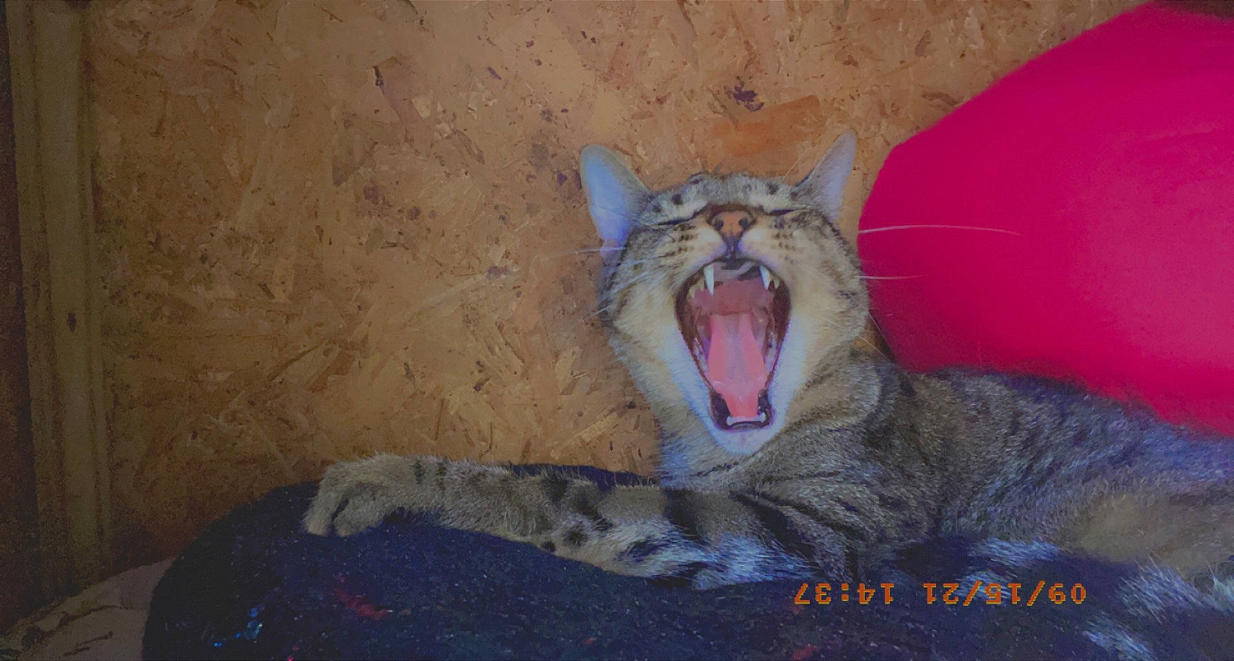 Halo is registered to the contest to win money with this photo: carnivore, cat, comfort, domestic_short_haired_cat, fang, felidae, fur, jaw, paw, roar, shout, small_to_medium_sized_cats, snout, terrestrial_animal, tongue, tooth, whiskers, wildlife, window, yawn