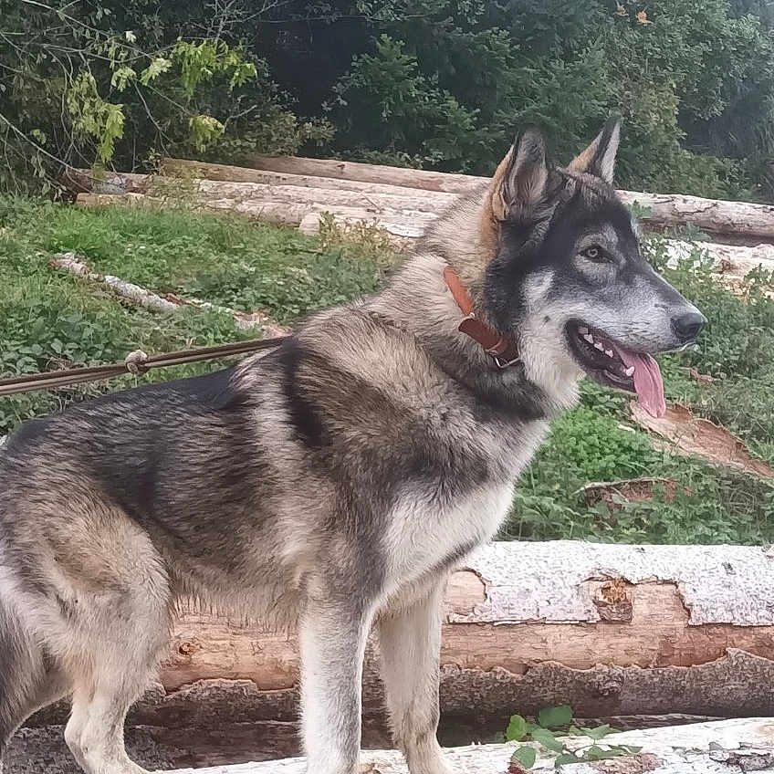 Beowolf a rejoint le concours — aidez-le/la à gagner de superbes lots ! adventure, alert, animal, canine, collar, dog, forest, fur, greenery, landscape, logs, mammal, nature, outdoor, pet, standing, tongue_out, tree, wild, wood