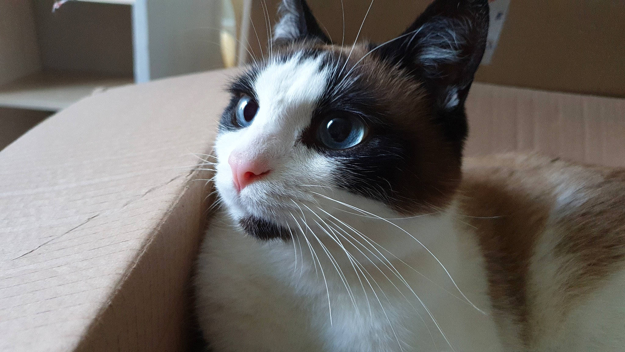 Nougat participe au concours pour gagner de l'argent avec cette photo : aegean_cat, american_wirehair, asian, carnivore, cat, domestic_short_haired_cat, eye, felidae, fur, japanese_bobtail, kitten, mammal, nose, ojos_azules, small_to_medium_sized_cats, snout, snowshoe, vertebrate, whiskers