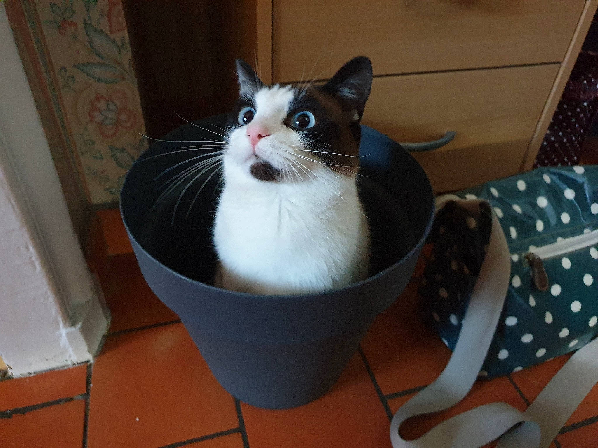 Nougat participe au concours pour gagner de l'argent avec cette photo : carnivore, cat, domestic_short_haired_cat, european_shorthair, felidae, japanese_bobtail, kitten, mammal, small_to_medium_sized_cats, snowshoe, turkish_van, whiskers