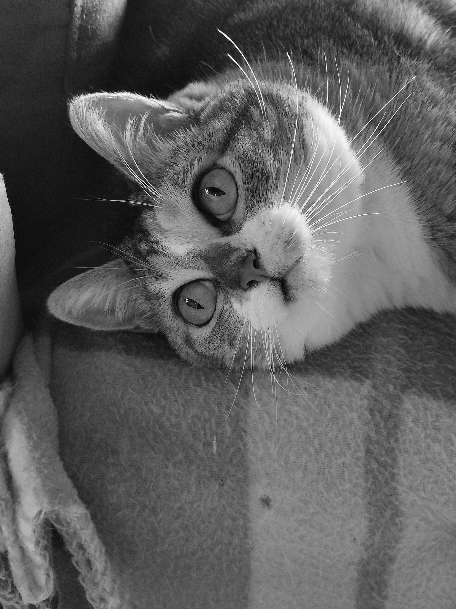 Loupiote participe au concours pour gagner de l'argent avec cette photo : black, black_and_white, carnivore, cat, close_up, comfort, ear, felidae, grey, head, human_body, leg, monochrome, monochrome_photography, paw, small_to_medium_sized_cats, snout, style, whiskers, white