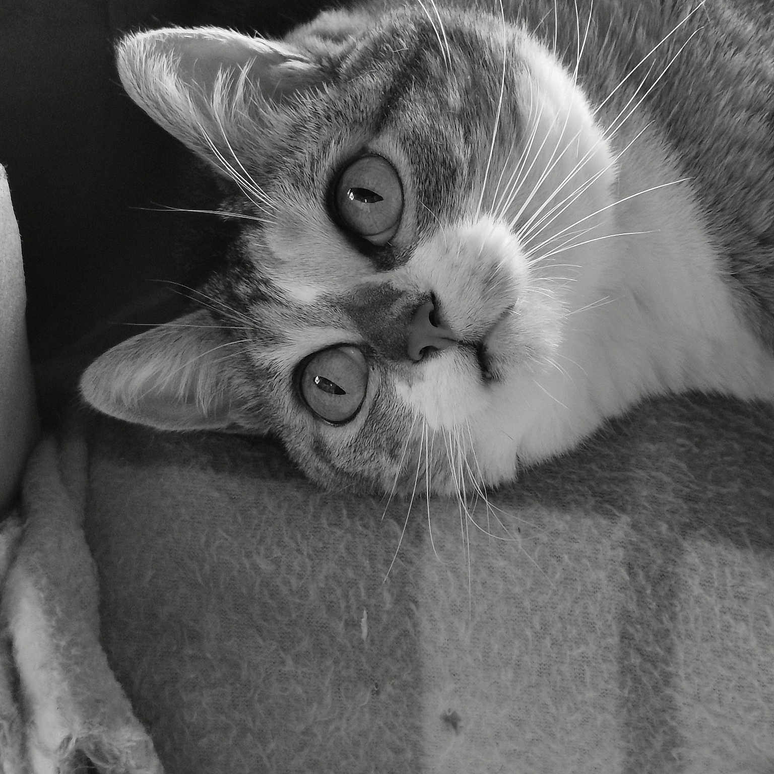 Loupiote