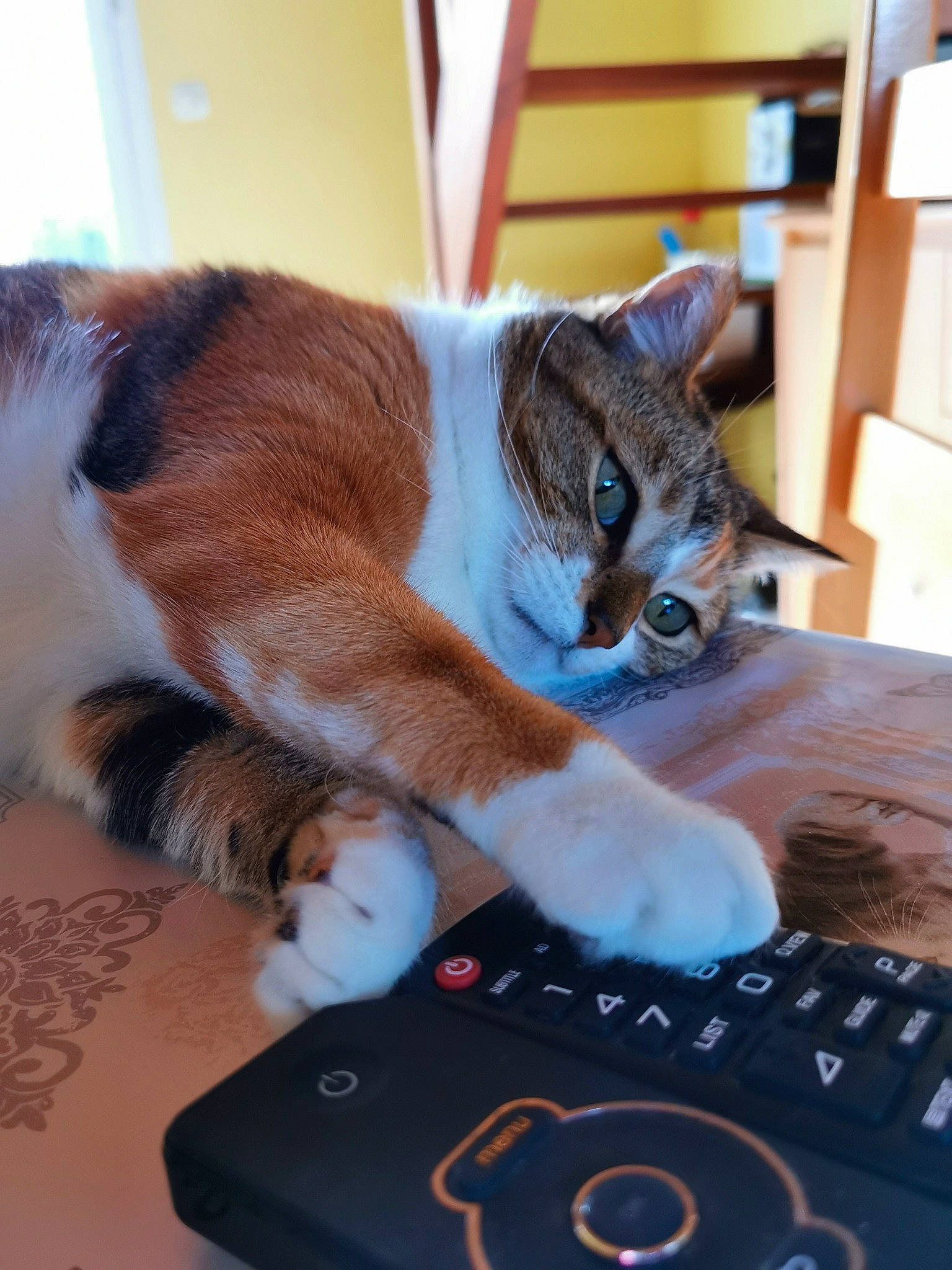 Loupiote participe au concours pour gagner de l'argent avec cette photo : audio_equipment, calculator, carnivore, cat, comfort, computer_keyboard, domestic_short_haired_cat, electric_blue, electronic_instrument, felidae, fur, gadget, input_device, office_equipment, peripheral, remote_control, small_to_medium_sized_cats, tail, whiskers, window