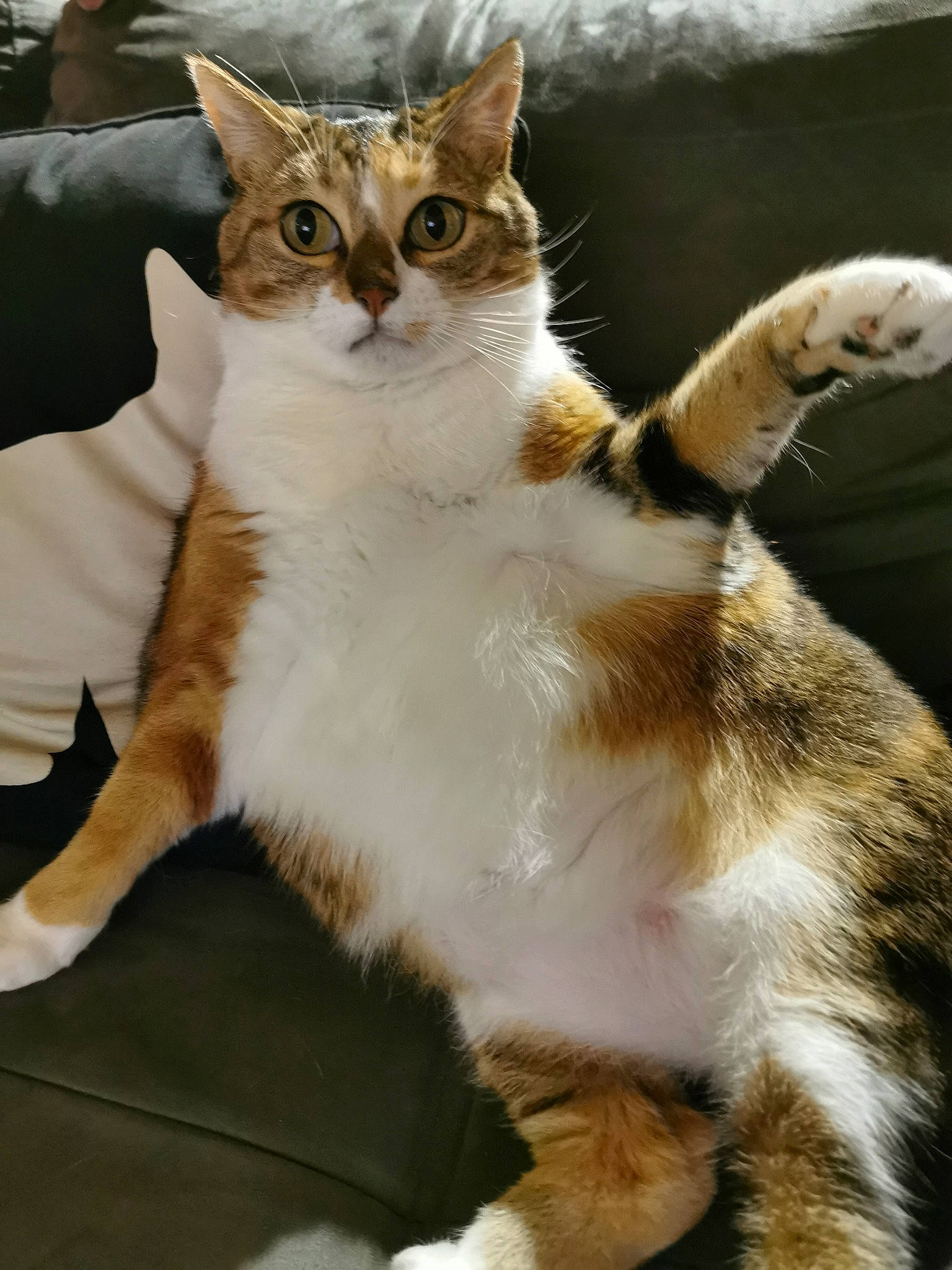 Loupiote a rejoint le concours — aidez-le/la à gagner de superbes lots ! carnivore, cat, claw, comfort, domestic_short_haired_cat, eye, fawn, felidae, foot, fur, gesture, mammal, paw, sitting, small_to_medium_sized_cats, snout, tail, tree, vertebrate, whiskers