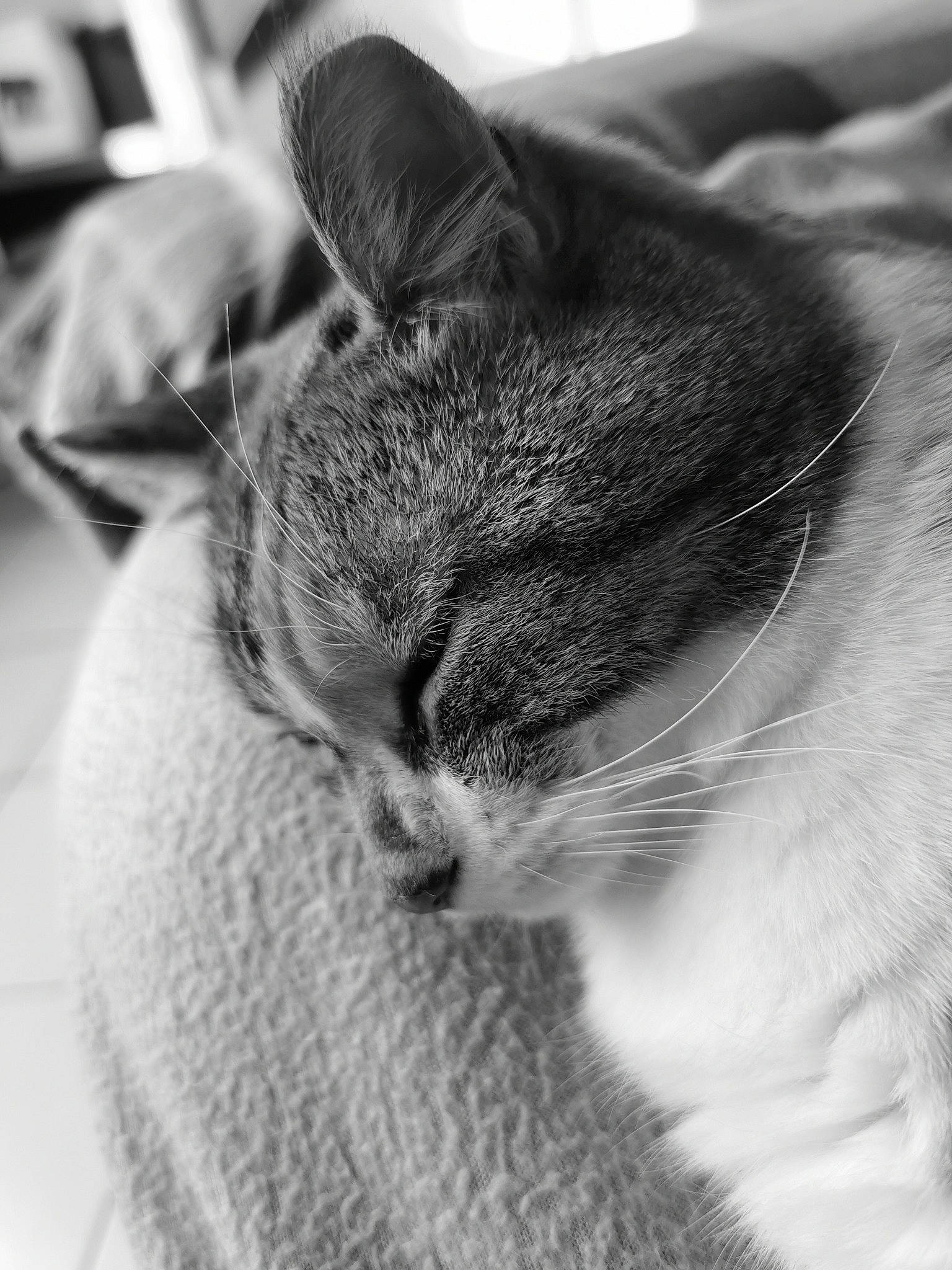 Loupiote a rejoint le concours — aidez-le/la à gagner de superbes lots ! black_and_white, carnivore, cat, cloud, comfort, domestic_short_haired_cat, ear, felidae, fur, grey, monochrome, monochrome_photography, paw, sky, small_to_medium_sized_cats, snout, stock_photography, style, whiskers, wildlife