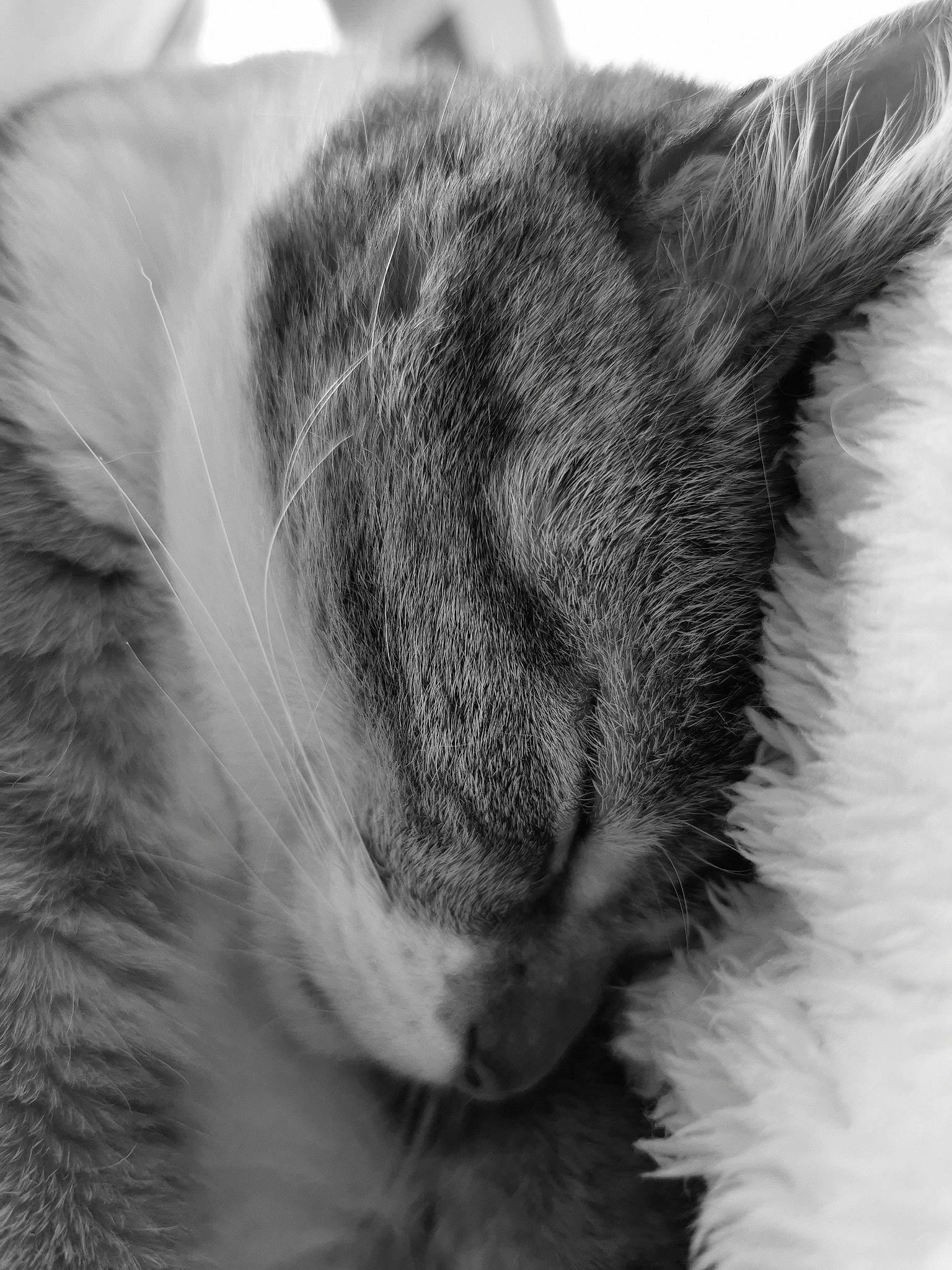 Loupiote a rejoint le concours — aidez-le/la à gagner de superbes lots ! carnivore, cat, claw, close_up, comfort, domestic_short_haired_cat, ear, felidae, fur, grey, head, monochrome, monochrome_photography, nap, paw, small_to_medium_sized_cats, snout, tail, whiskers, wildlife