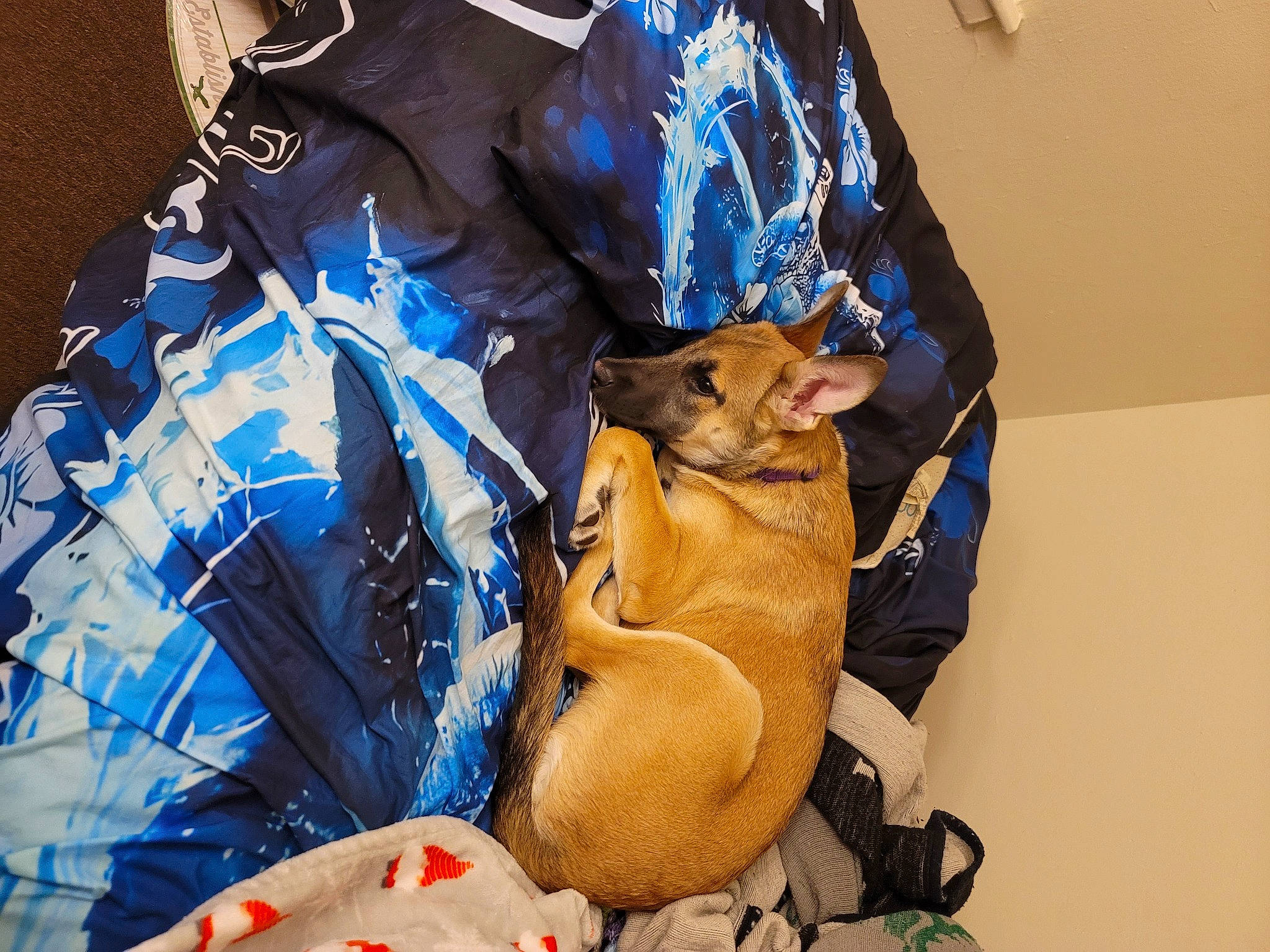 Millie is registered to the contest to win money with this photo: baby_toddler_clothing, bag, collar, denim, electric_blue, fashion_accessory, fashion_design, fur, hat, human_leg, linens, pattern, personal_protective_equipment, shorts, sleeve, sportswear, t_shirt, uniform