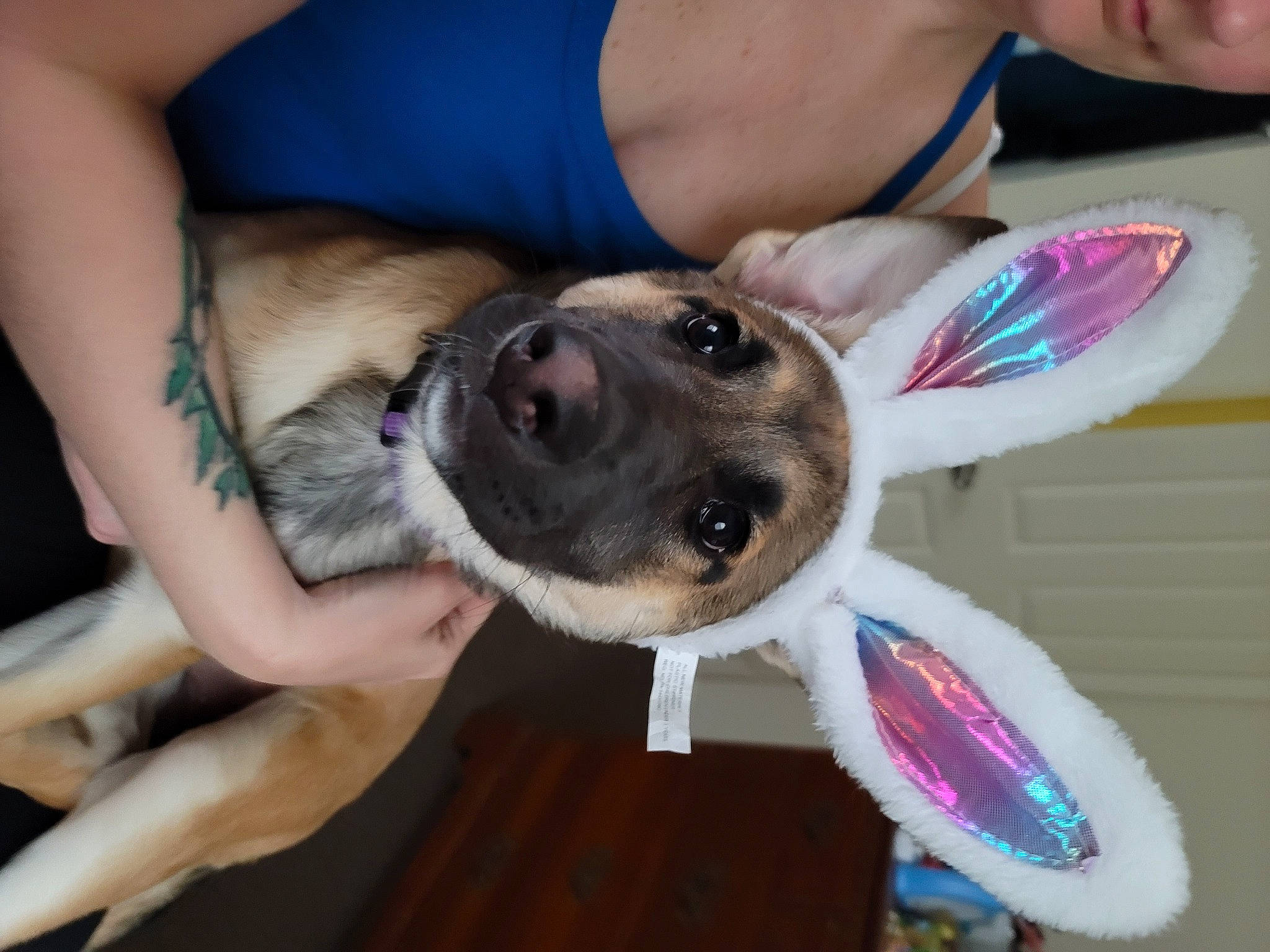 Millie is registered to the contest to win money with this photo: bicycle, bicycle_handlebar, bicycle_part, bicycle_tire, bicycle_wheel, carnivore, collar, companion_dog, dog, dog_breed, dog_collar, elbow, eyewear, fawn, human_leg, rim, thigh, tire, vehicle, wheel