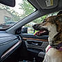 Millie joined the competition — help win amazing prizes! animal, canine, car_interior, dashboard, daylight, dog, door, happy, harness, house, leather, mirror, pets, seat, side_view, tongue_out, transportation, trees, water_bottle, window