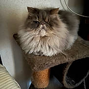 Willie is registered to the contest to win money with this photo: cat, fluffy, indoor, pet, feline, cat_tree, resting, animal, long_hair, scratching_post, household, mammal, cute, relaxed, furniture, whiskers, tabby, fur, domestic, portrait