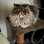 cat, fluffy, indoor, pet, feline, cat_tree, resting, animal, long_hair, scratching_post, household, mammal, cute, relaxed, furniture, whiskers, tabby, fur, domestic, portrait