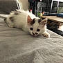 Praline participe au concours pour gagner de l'argent avec cette photo : aegean_cat, carnivore, cat, domestic_long_haired_cat, ear, eye, felidae, fur, iris, kitten, mammal, nose, ragamuffin, ragdoll, skin, small_to_medium_sized_cats, tail, turkish_angora, turkish_van, whiskers